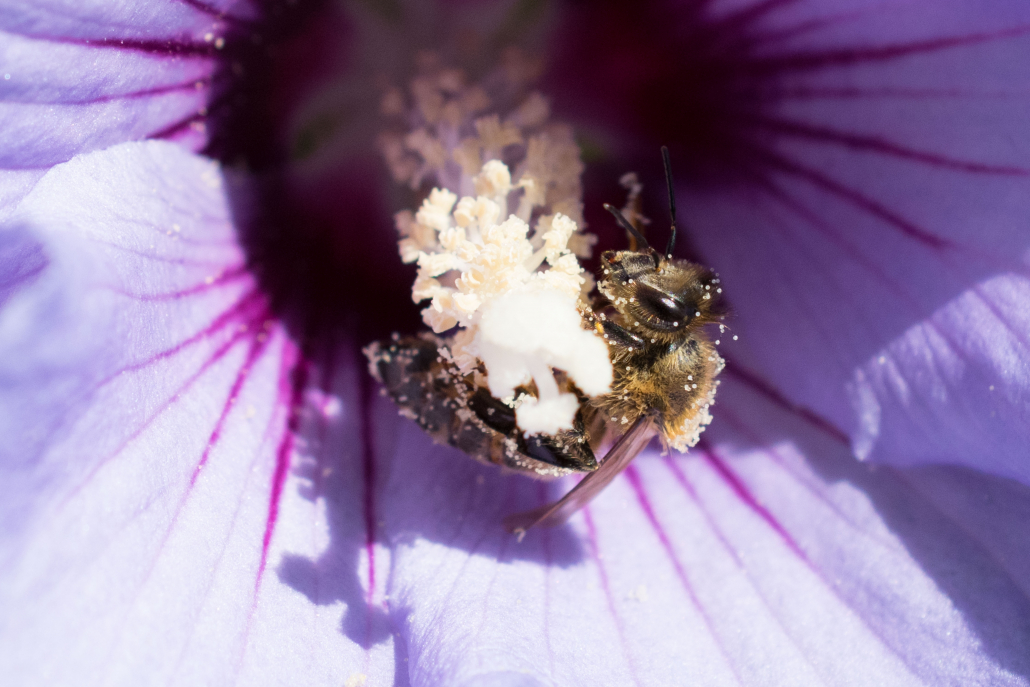 Biene im Hibiskus Biene im Hibiskus