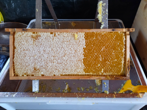 Honig bei Entdeckelung